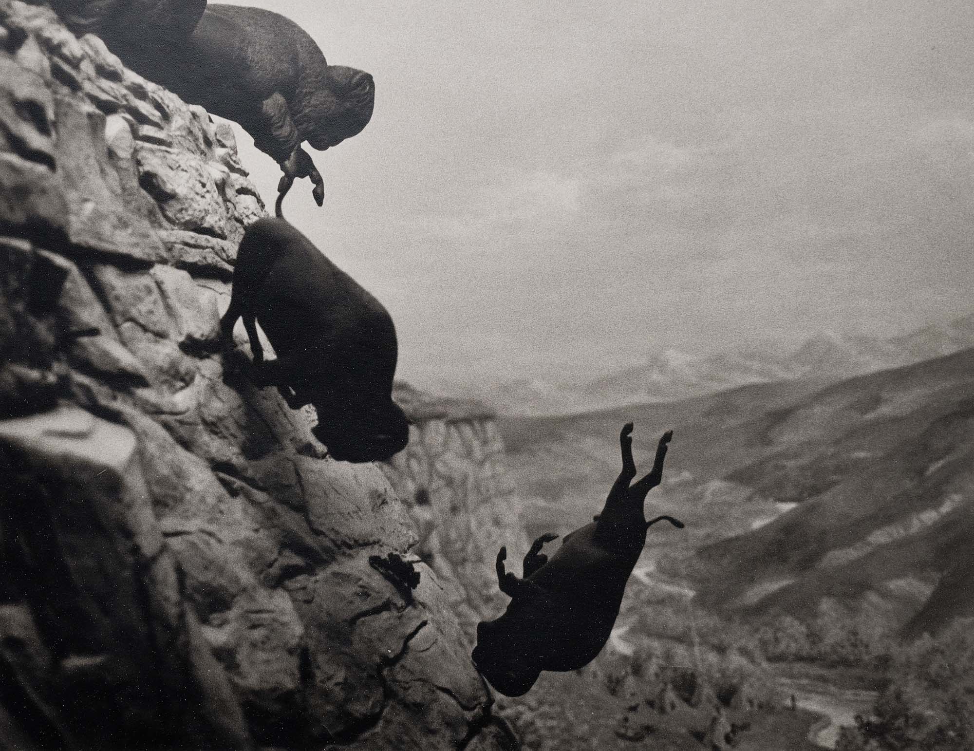 David Wojnarowicz Falling Buffalos